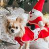 Cat Dog Riding Outfit with Christmas Doll Santa Claus Pet Clothes Dog Apparel Costumes Pet Supplies