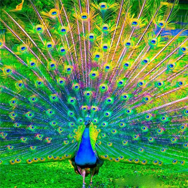 Diamond Painting Peacock Colorful Full Drill Square Diamond Embroidery 5D DIY Needlework Mosaic Art Handmade Gift