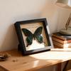 Green Banded Swallowtail Butterfly Specimen Decorative Painting - Real Insect for Display