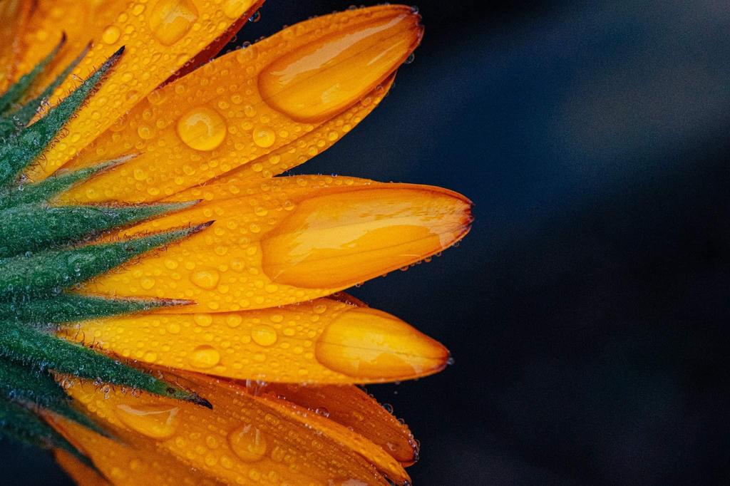 LAOWA 65mm 2x Ultra Makro Objektiv für Canon Anschluss f/2.8 EF-M (Schwarz, LAO0055)