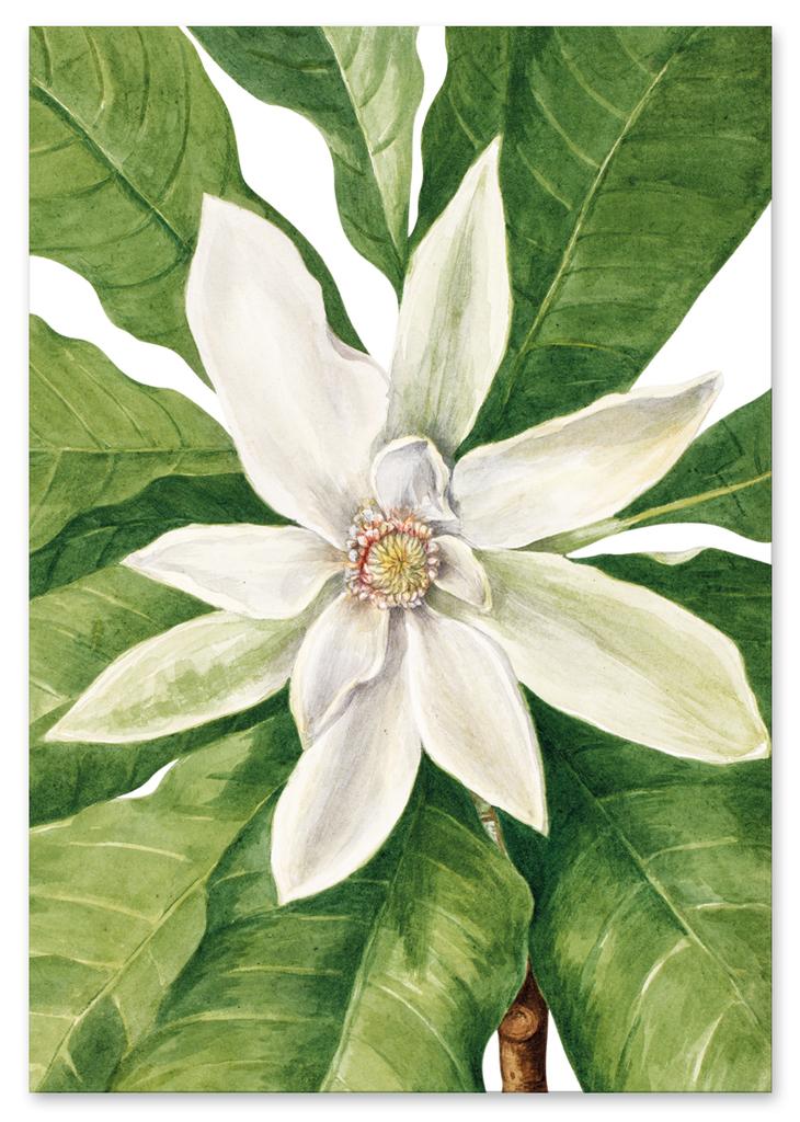 Poster Composition Flowers Mary Vaux