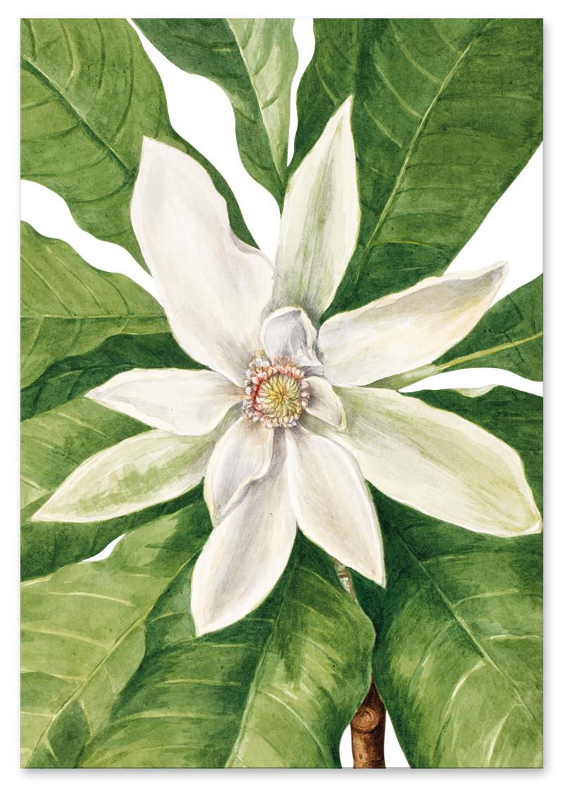 

Plakat kompozycja kwiaty Mary Vaux 30x40 cm