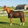 Verstelbaar Paardenvliegendeken Ademend Paardenmesh Vest Paardenmuggenwerend Vest Paardrijden