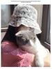 Women's Korean-Style Flower Lace Fisherman Hat with Face-Covering, Trendy Summer Sun Protection