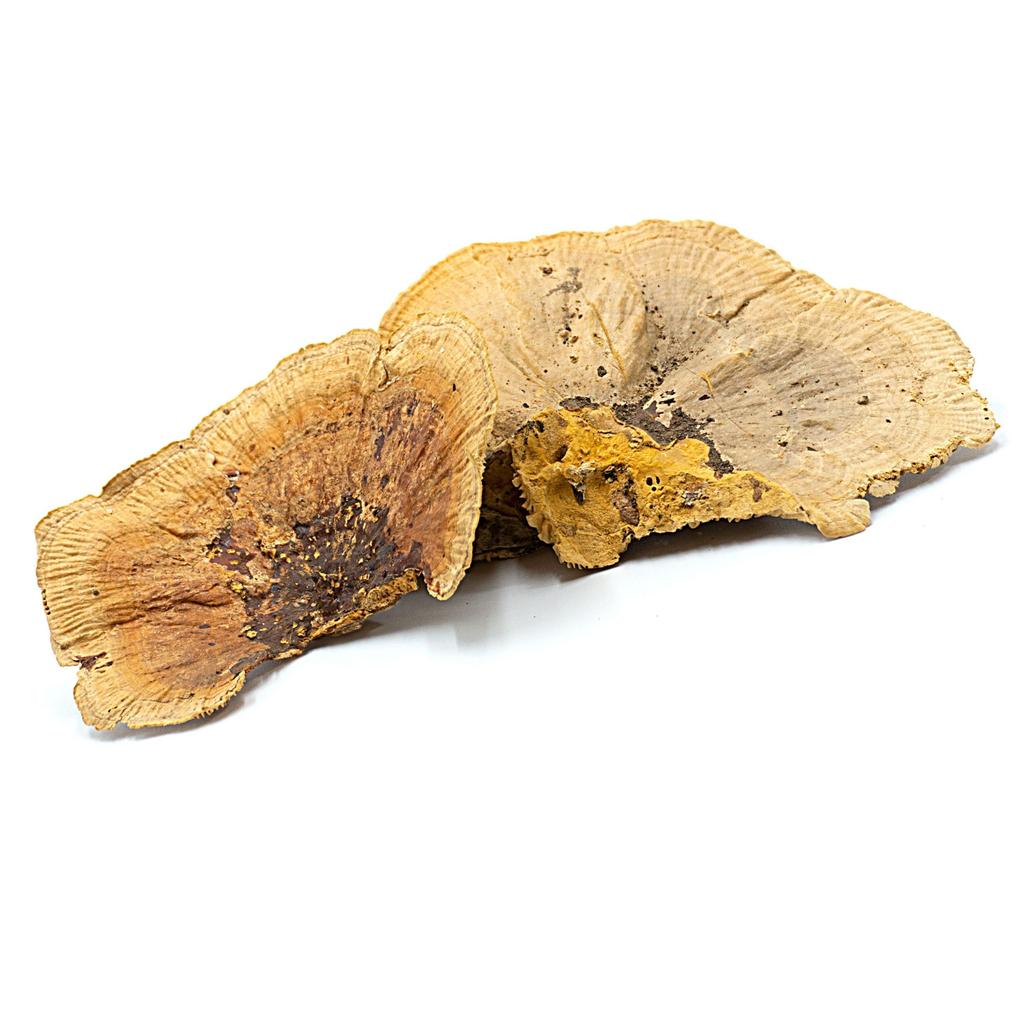 BioHub Natural Huba 6 Pcs In a Package