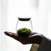 Moss Micro Landscape Small Glass Bottle with Lid Plant Terrarium Jar Vase Container Home Green Plant Decor