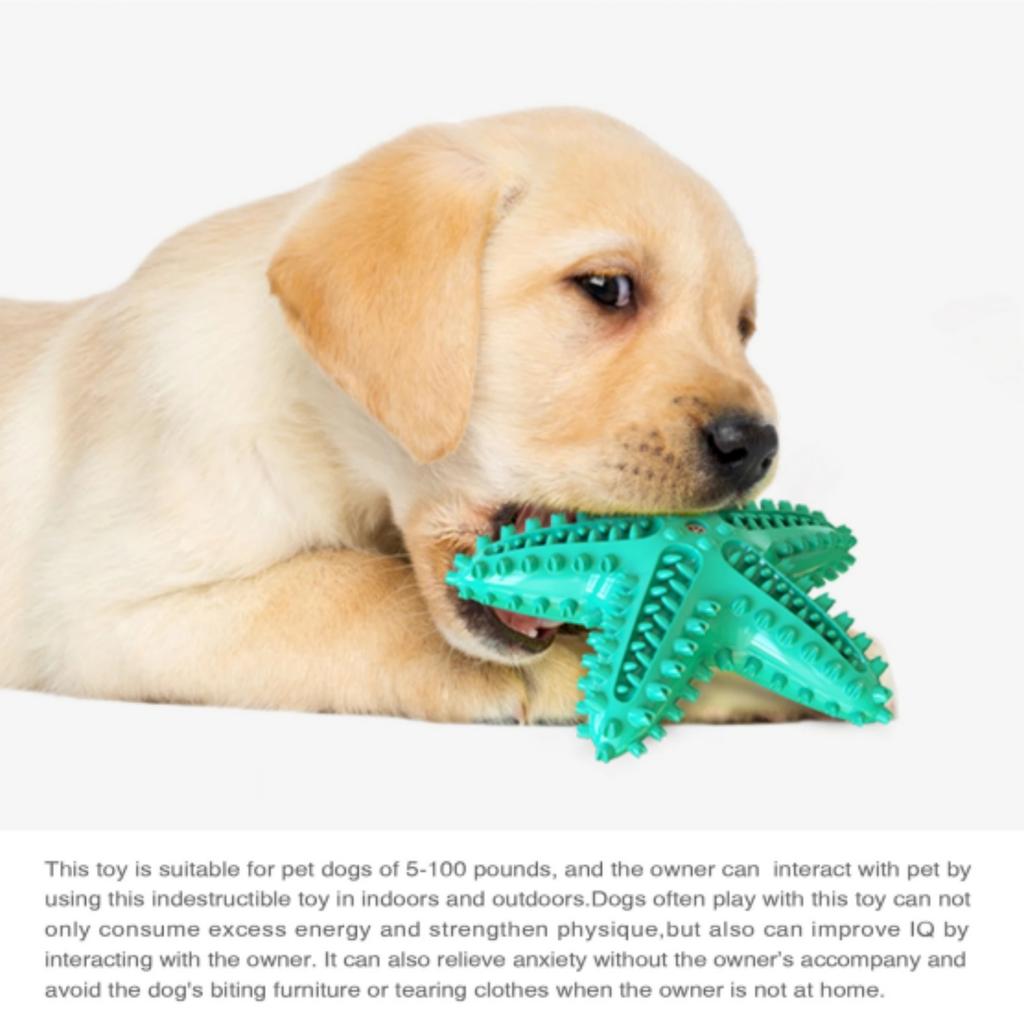 Hundezahnreinigung Kauspielzeug Lustiges Interaktives Trainings Seestern Spielzeug Quietschende TPR Spielzeuge Beagle