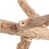 Finches Wooden Natural Conure Bird Perch Parrot Toy Chewing Stick Wood Stand