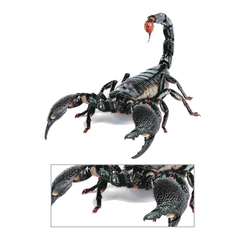 

Car 3D Sticker Vehicle Bumper Body PVC Decal Window Mirror Decoration Type 3 1pc