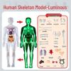 STEM Educational Human Skeleton Model for Kids: Cognitive Science & Organ Assembly Toy