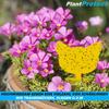 PLANTPROTECT Gelbsticker Gelbtafeln Trauermücken Insektenfalle Fruchtliegenfalle