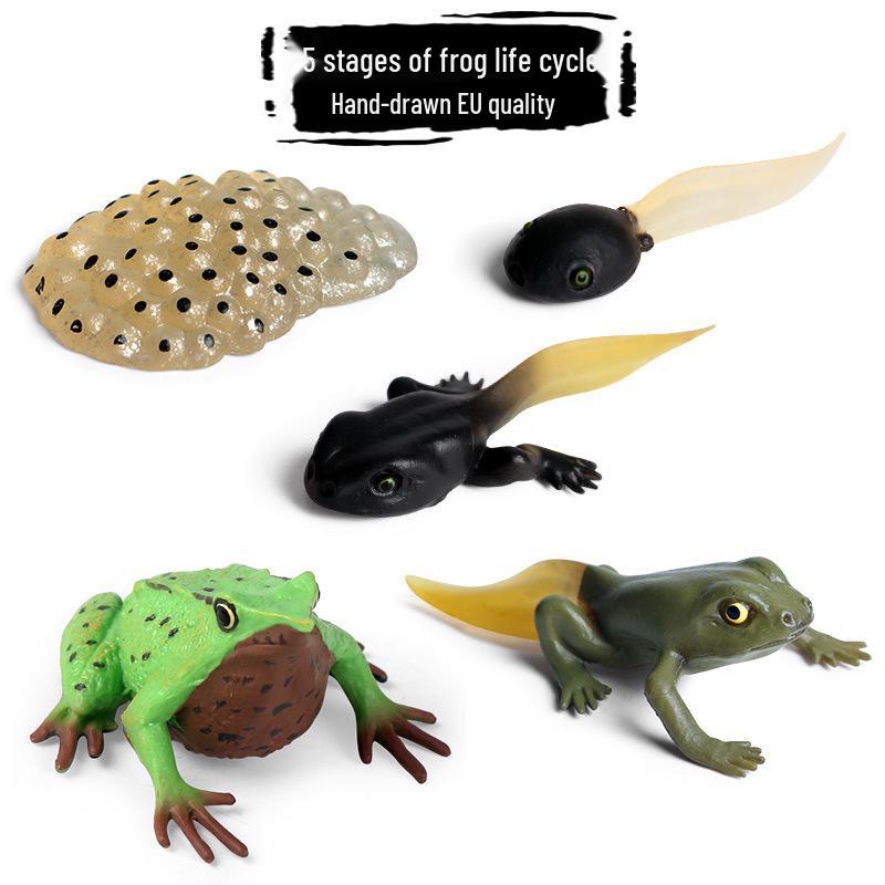 Frog Life Cycle Model Set: Tadpole to Frog Educational Toys for Kids