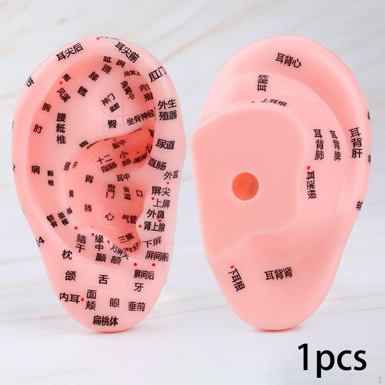 

Human Ear Acupoint Model Practice Tool Prop Display PVC Teaching Aid for Learning