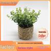 Eucalyptus Potted Plant for Home, Hotel, Office Decoration, and Photography Props 2024