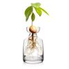 Kit per la Coltivazione dell'Avocado - Vaso Germinatore in Vetro per Amanti del Giardinaggio, Unico Fioriera Idroponica Regalo