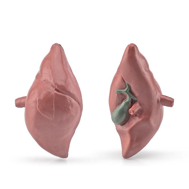 Modelli di Organi del Corpo Umano 3D 8 Pezzi Ausili Didattici per Bambini Scuola di Medicina Busto Umano Classe Educativa Materiale Didattico