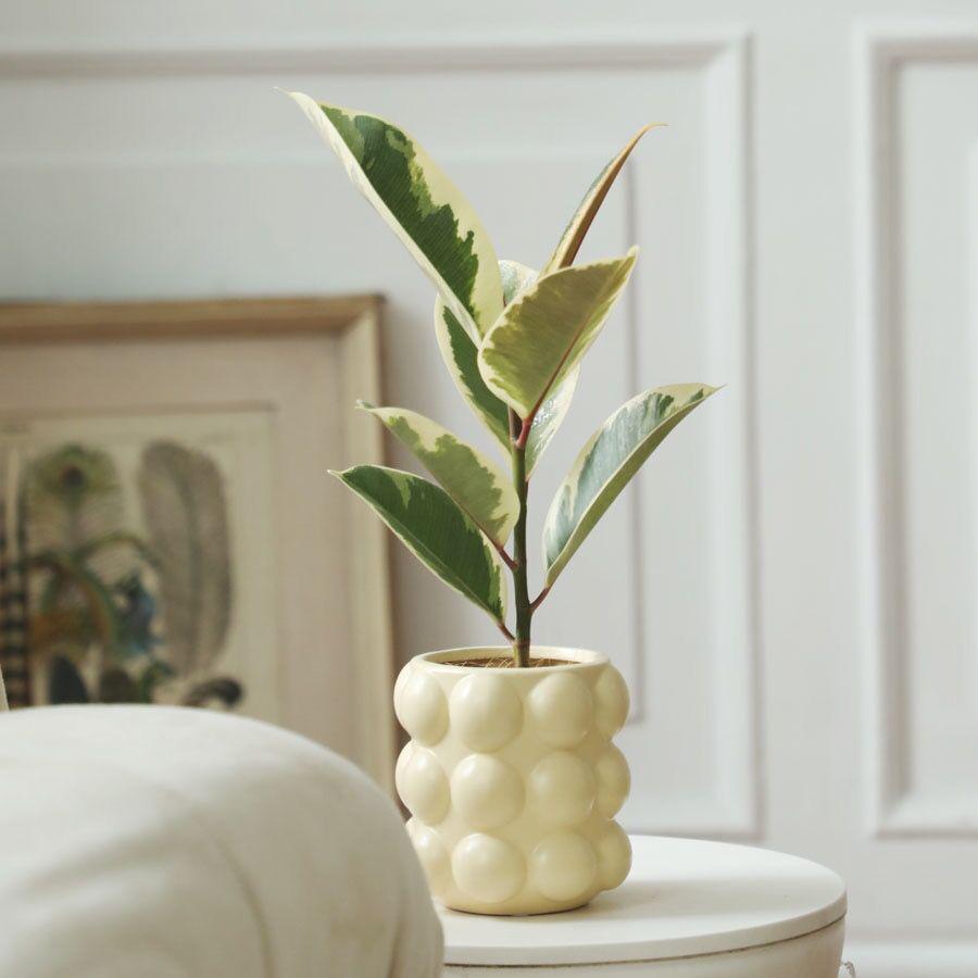 Nordic Cream Pearl Ceramic Flower Pot for Home or Office Decor