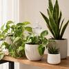 Cactus Self Watering Bulb, Vacation Automatic Plant Watering Tool, Planter Insert Self Watering Sphere for Indoor Outdoor Potted Plants Garden