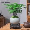 Asparagus Fern Indoor Bonsai – Easy-Care Evergreen for Home or Office Decor