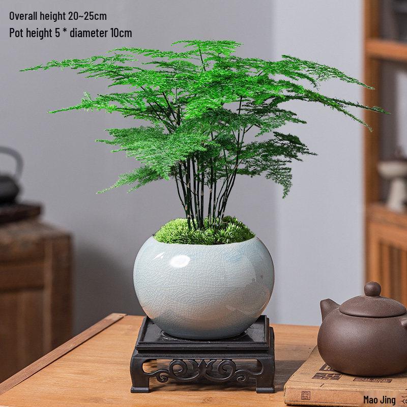 Asparagus Fern Indoor Bonsai – Easy-Care Evergreen for Home or Office Decor