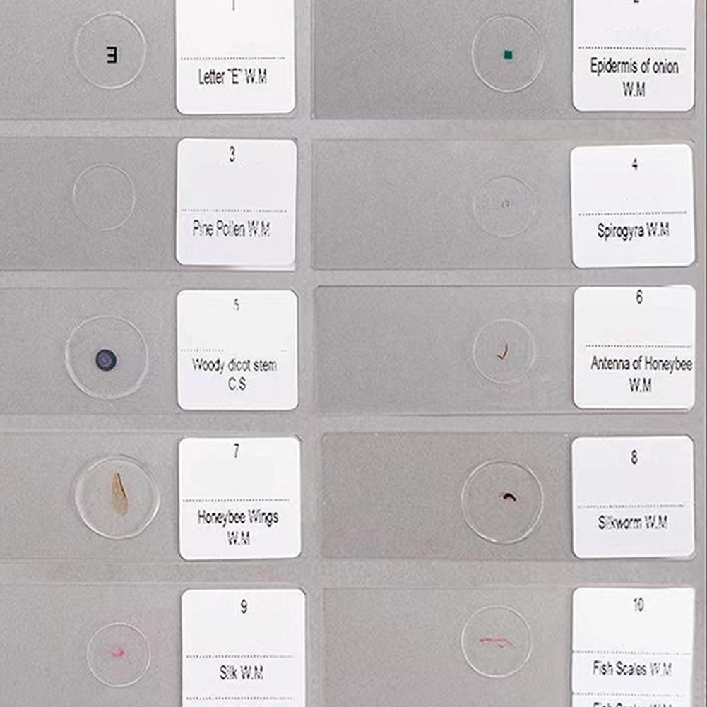 Microscope Specimen Slides for Kids with Educational Biology Focus