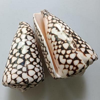 Naturalne muszle, muszla wężowa, rozgwiazda, muszla smocza - zawieszki do bransoletek i naszyjników DIY