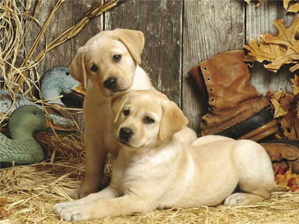 5d Diy Diamond Painting Labrador Dog Room Decor Diamond Embroidery Animal Natural Scenery Mosaic Crystal Picture
