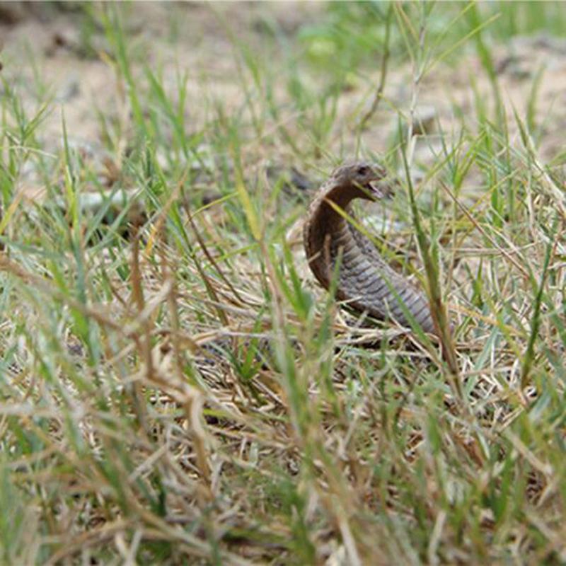 Realistic Simulation Snake Model Toy Garden Joke Prank Gift Halloween Toy