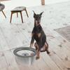 Ciotola per animali domestici in acciaio inossidabile ad alta capacità, anti-ribaltamento, antiruggine, distributore d'acqua per cani di grossa taglia, per bere lentamente