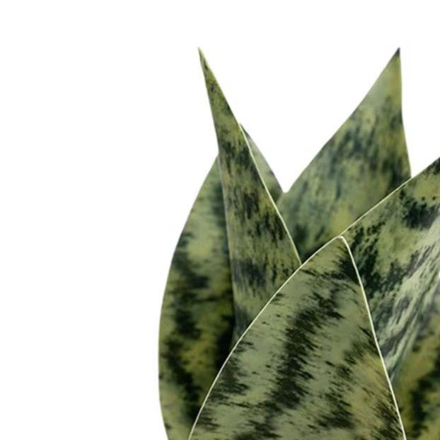 Künstliche Pflanzen Realistische Weiche PVC Bogenhanfpflanze Pflegeleichte Begrünung Für Jeden Raum! 25cm Höhe Künstliche Pflanzendekoration