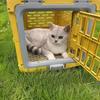 Airline Cat Bag Foldable Portable Cat Bag Carrier Airplane Travel Breathable lightweight Cats Bag Eco-friendly Pet Carriers