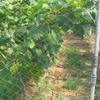 Multiple Sizes Melon Fruit Morning Glory Vine Net Flower Cucumber Trellis Netting Plant Nets Climbing Nylon Protection Net