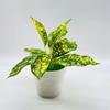 Low Maintenance Greenery Artificial Green Plant Creative Home Decoration Crafted From Quality Materials Enhances Home Aesthetics