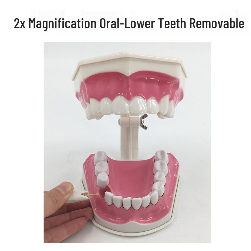 Children's Dental Teaching Aid: Tooth Brushing Toy Model