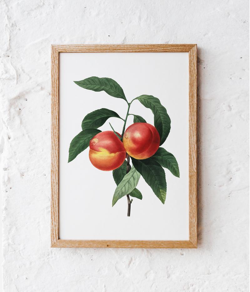 Peach Blossom Vintage Poster