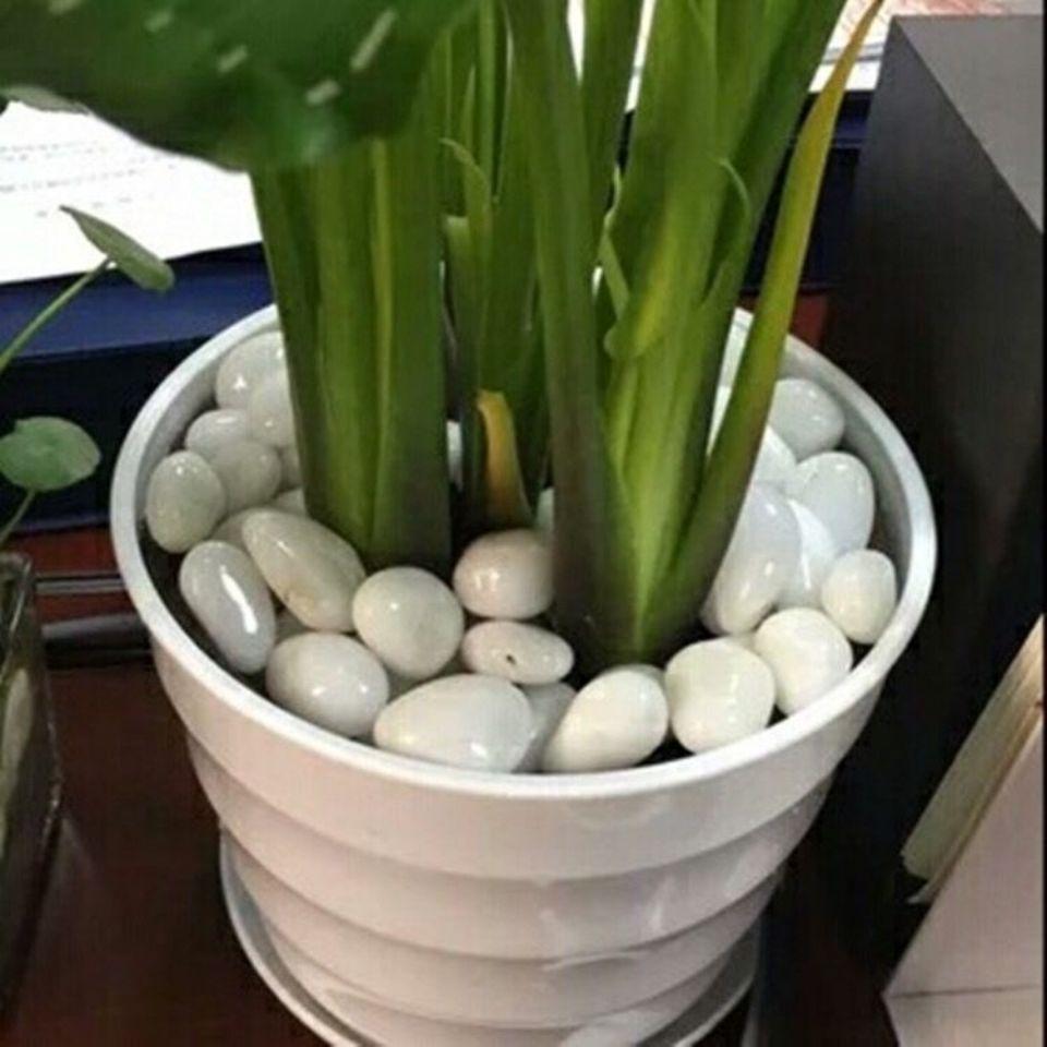 Polished White Natural Pebble Stones for Hydroponics, Fish Tanks, Landscaping, and Balcony Decor