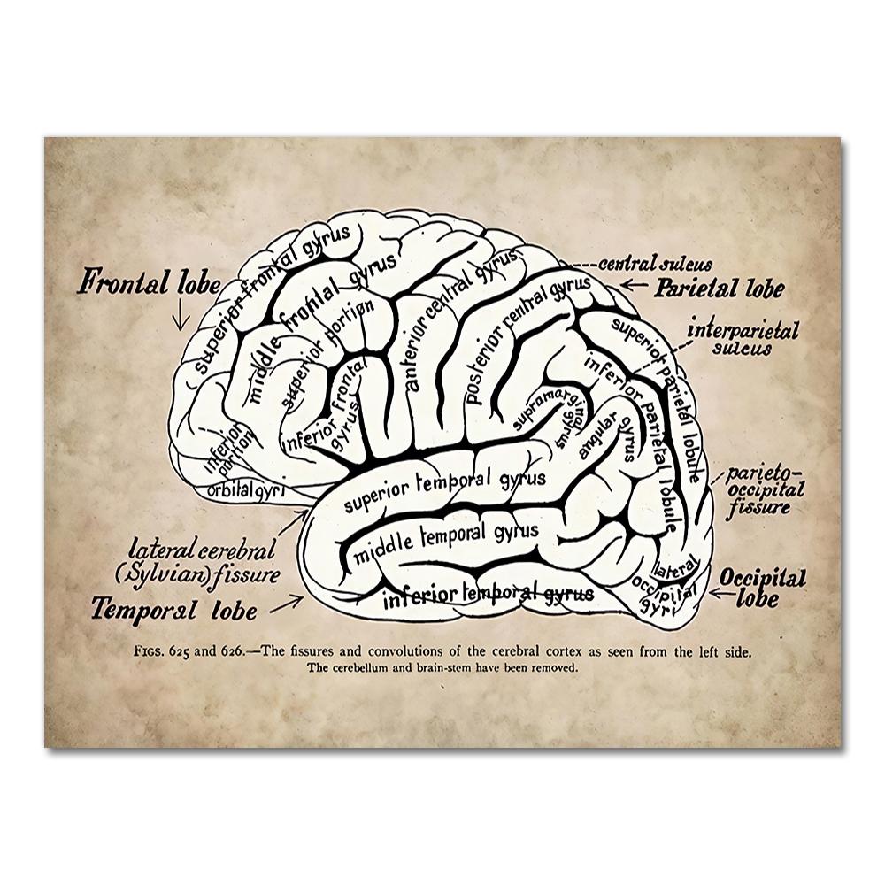 Human Anatomy Wall Art Hospital Vintage Posters and Prints Doctor Office Decoration Skeleton Anatomical Skull Canvas Painting