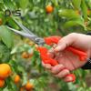 Pruning Scissors High Hardness Sharp Blade Stainless Steel Fruit Trees Branch Pruning Shears Home Supplies