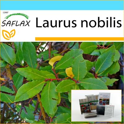 Dovanų rinkinys - Lauro medis - 6 sėklos - Su dovanų dėžute, kortele, etikete ir vazono substratu - Laurus nobilis