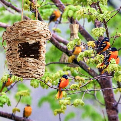 Kuş – Kuş Kafesleri ve Aksesuarları