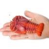 Plastový prehistorický mořský tvor Starověké kambrijské oceánské zvíře Nautilus, Trilobit, Bělozubec, Opabinia, Pikaia Mořské figurky Hračky