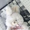 AS KNOW AS Plus AS ZY8626 Fluffy Animal White Cute Matching White Plush Toy (ASKNOW PLUS) Keychain, Rabbit, F, Rabbit,