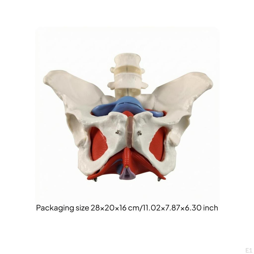 Pelvis Model with Vertebrae Structural for Educators, Physiotherapists, Classroom, Rehabilitation