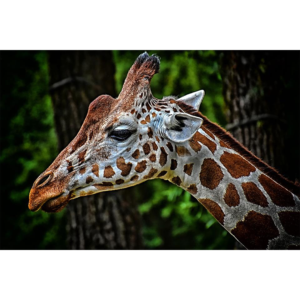 Pictură cu Diamante 5D DIY Strass Imagini cu Animale Broderie Diamant Full Girafă Mozaic Kit Cusătură în Cruce Decor Acasă Cadouri