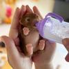 12CM Silikon Welpen Bebe Reborn Puppen Vollkörper Silikon Handgemacht Lebensecht Reborn Tierpuppen reborn de silicone real cuerpo