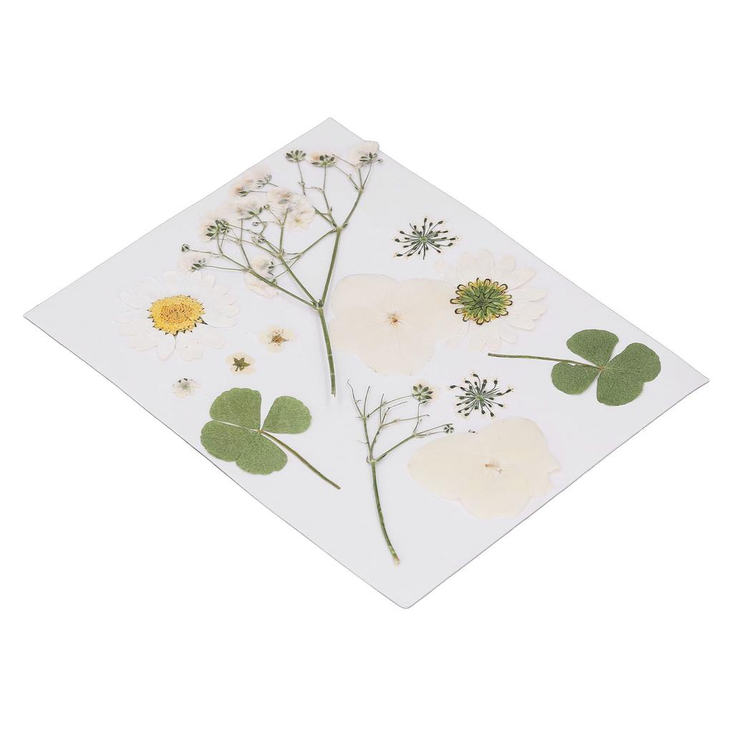 Dried Pressed Flowers DIY Handcraft Flower Bookmark Natural Flowers Phone Cases Pressed Flowers Dry Flower Plant