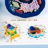 Education Animal Plant Cell Model With Detacheable Parts Anatomical Animal Plant Cell Model for Teaching Demonstration