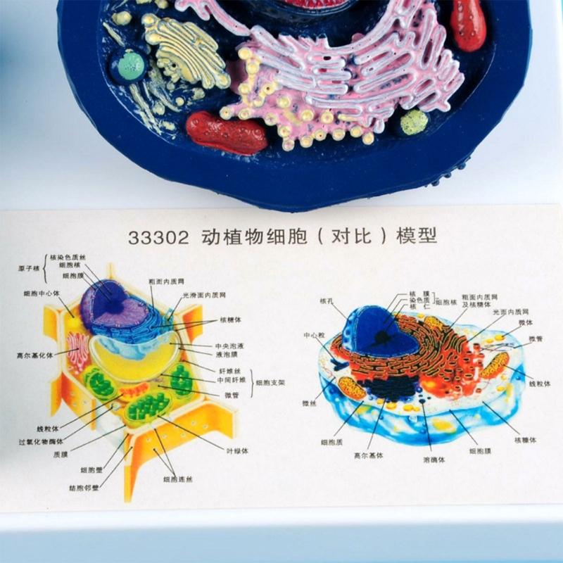 Education Animal Plant Cell Model With Detacheable Parts Anatomical Animal Plant Cell Model for Teaching Demonstration