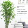 Compact Hydroponic Bamboo Rice Pot for Indoor/Outdoor Landscaping: Fiddle Leaf Bamboo Seedlings, Ornamental Courtyard Bonsai Plant.