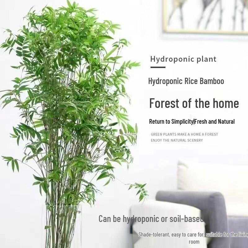 Compact Hydroponic Bamboo Rice Pot for Indoor/Outdoor Landscaping: Fiddle Leaf Bamboo Seedlings, Ornamental Courtyard Bonsai Plant.